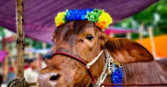 تفسير حلم ذبح الأضحية.. رغبة فى التحرر وتوتر داخلى