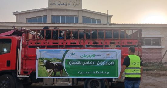 الأورمان تعلن ذبح 2000 عجل بلدى وتوزيع اللحوم على الأسر الأولى بالرعاية