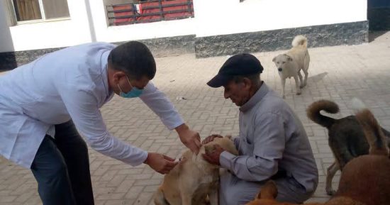 محافظ الدقهلية يتابع جهود الطب البيطري لتحصين الكلاب الضالة ضد مرض السعار