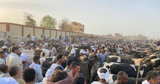 أسواق الماشية كاملة العدد فى الأقصر قبل دخول عيد الأضحى المبارك.. صور