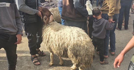 متحدث وزارة الزراعة فى غزة: سعر خروف الأضحية تجاوز الـ 5 آلاف دولار