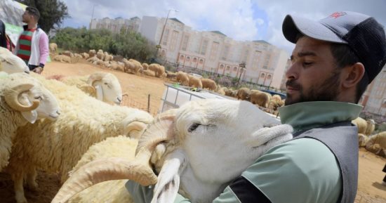 الجفاف سر ارتفاع أسعار أضاحى العيد فى شمال أفريقيا