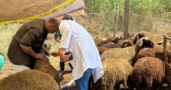 الإفتاء: تجنب ذبح الأضحية أمام الحيوانات الأخرى حتى لا تصاب بالخوف والتوتر