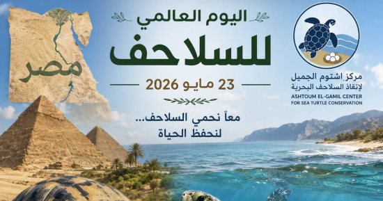 بمناسبة اليوم العالمى للسلاحف .. القصة الكاملة لأول عملية تأهيل ونقل عبر المحافظات لإنقاذ سلحفاة.. بدأت من محمية أشتوم حتى العميد.. نجاح  أول مركز مصرى فى تكويد وترقيم  السلحفاة المصرية لحمايتها من الانقراض