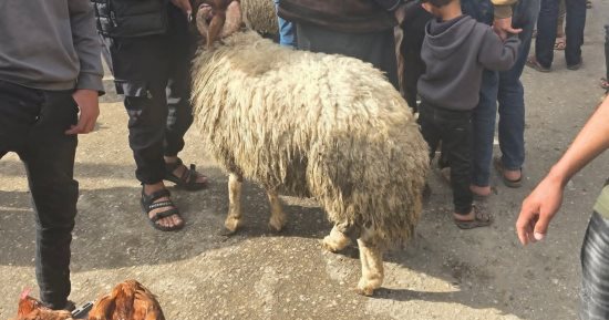 سعر خروف الأضحية في غزة يسجل أكثر من ربع مليون جنيه مصرى
