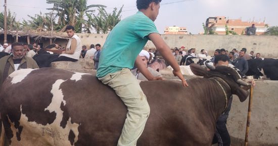 وزنه طن.. أضخم أضحية فى سوق المواشى ببنها قبل عيد الأضحى.. فيديو وصور