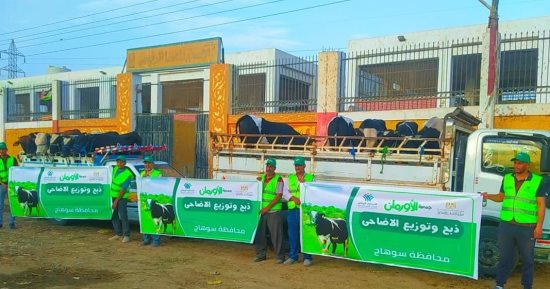 سوهاج تستعد لـ«الأضحى» بـ50 عجلا بلديا و50 ألف كيلو لحوم للأسر الأولى بالرعاية