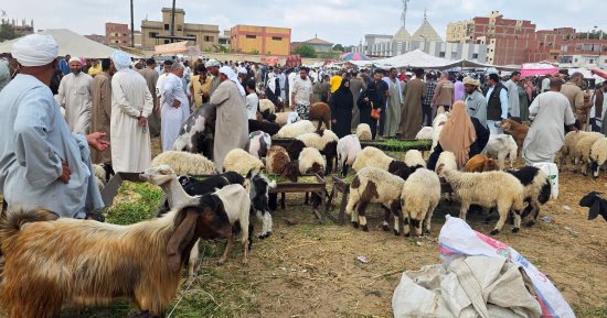 إقبال كبير على شراء الأضاحى بسوق نفيشة بالإسماعيلية قبل العيد.. فيديو