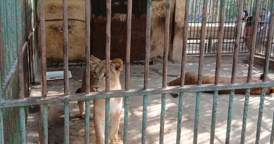 ملك الغابة وجوز الاتنين.. زئير فرج يزيد عائلة الأسد إقبال أكثر بحديقة حيوان الإسكندرية