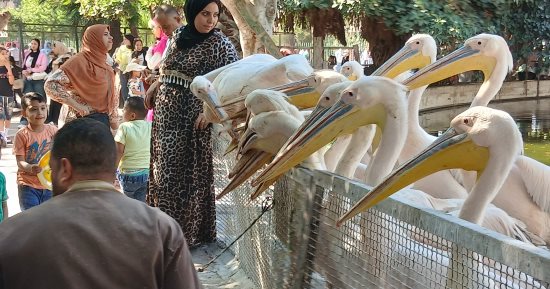 البجع الأبيض يخطف الأنظار بحديقة حيوان الإسكندرية.. صور