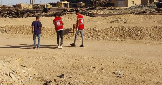 محافظ قنا يوجه بتكثيف حملات تحصين الكلاب الضالة