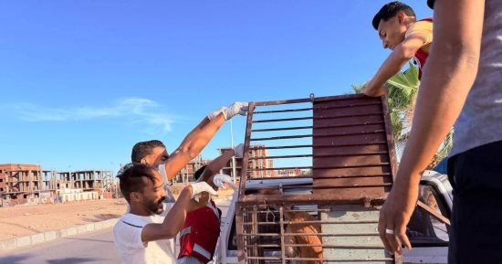 بعد هجوم كلب على طفل.. حملة لضبط ونقل الكلاب الضالة بقنا الجديدة