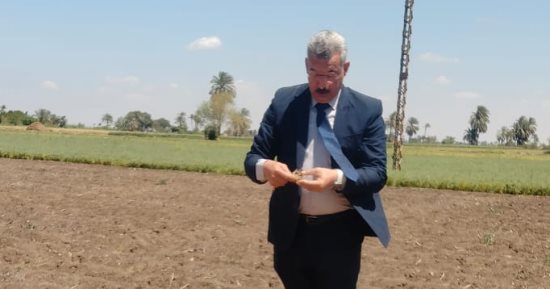 %34 من إجمالي إنتاج مصر من النباتات الطبية والعطرية فى المنيا.. وكيل وزارة الزراعة: المحافظة تحتل المركز الأول على مستوى الجمهورية في هذا المجال.. والبابونج أعلى المحاصيل طلبا للتصدير 