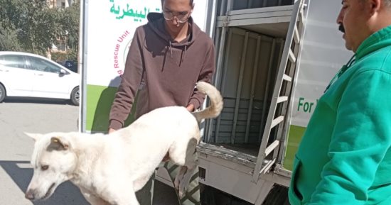 الجيزة تحاصر الكلاب الضالة.. تحصين 7674 وتعقيم 1294 كلب بشلتر إمبابة 
