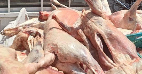 حقيقة ضبط لحوم كلاب مجهزة للاستهلاك الأدمى فى الجيزة.. التفاصيل الكاملة