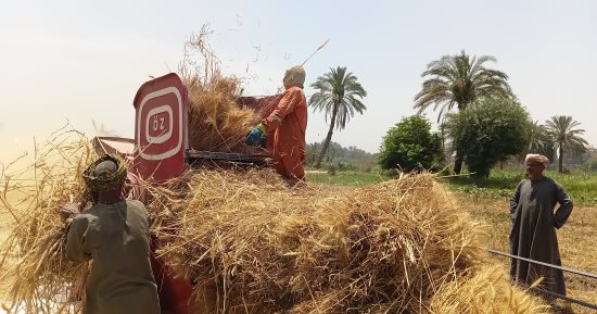 أسوان تعيش في موسم الخير.. اكتمال صوامع قمح الراجحي وإدفو.. صور