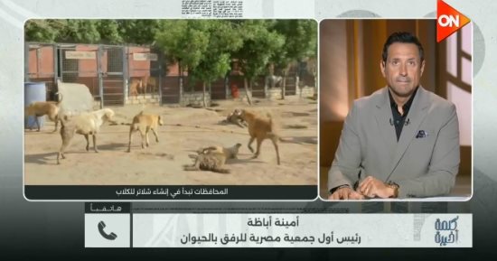 أمينة أباظة لـ كلمة أخيرة: الكلاب الضالة تهدد المواطنين والحلول تحتاج حسما