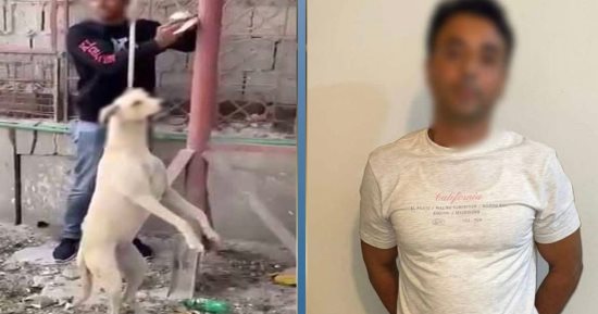 الداخلية تكشف حقيقة توثيق شخص كلب بعمود وضربه حتى الموت