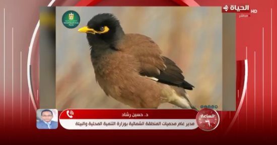 التنمية المحلية: طائر المينا الهندي يهدد التوازن البيئي