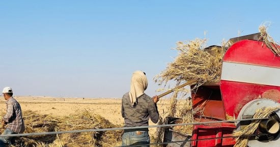 كنا فين وبقينا فين.. من هدر القمح بالشون الترابية لصوامع حديثة تؤمن مخزونا إستراتيجيا