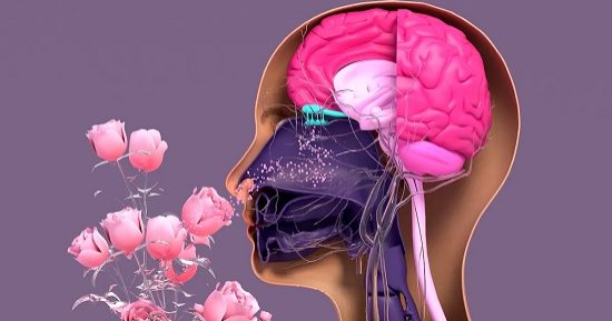 آلة الزمن الخفية.. لماذا تعد الروائح البوابة الأسرع للذاكرة؟