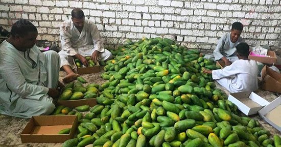 انطلاق موسم المانجو بالأقصر.. تجهيز أطنان من المحصول لطرحها بالأسواق
