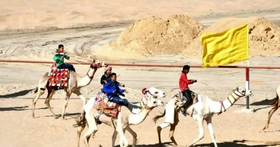 من الدروب الصحراوية العتيقة إلى مضامير السباقات العالمية.. رياضة الهجن بالوادى الجديد تحقق مراكز أولى بهجن يزيد سعرها عن مليون جنيه.. احترفها هجانة قبائل الشرارية والرشايدة ومطير فرسان الميادين الرملية.. صور