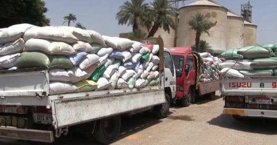 محافظ سوهاج: توريد 184 ألف قمح إلى الشون والصوامع