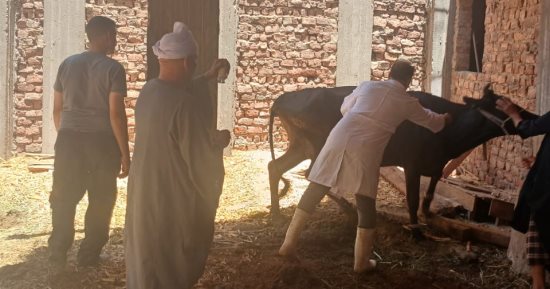 "بيطرى أسيوط": تحصين 80 ألف رأس ماشية وإجراء 125 ندوة إرشادية