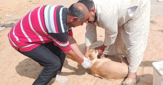 الطب البيطري بالإسماعيلية يحصّن 267 كلبًا ضالًا ضد السعار