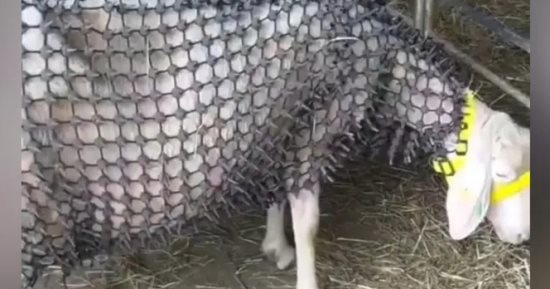 مزارع نمساوى يثير الجدل بتطوير درع معدنى يحمى الأغنام من هجمات الذئاب.. صور