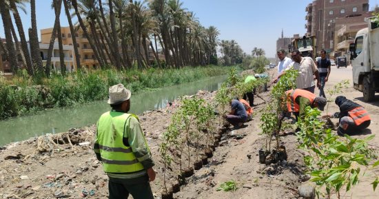 مركز أبو النمرس يطلق مبادرة ازرع شجرة لتجميل الطرق وتحسين المظهر الحضارى