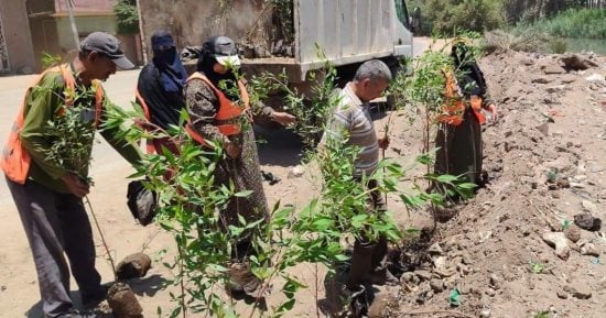 محافظة الجيزة تطلق مبادرة ازرع شجرة بأبو النمرس لتحسين المظهر الحضارى