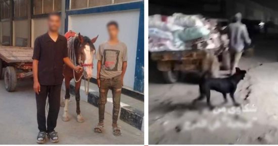 الداخلية تضبط صاحب عربة كارو لإلقاء المخلفات في المرج