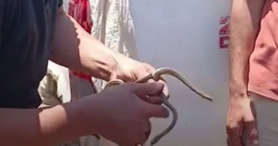 جار البحث عن كوبرا.. صيد 2 من الثعابين فى قرية القراقرة بالشرقية "فيديو"
