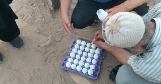 زراعة المنوفية: حملة مكثفة لمكافحة الثعابين بالرمالي