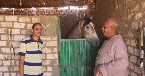 من الإسطبل إلى المرماح.. العمدة مكرم وحكاية عشق لا ينتهى مع الخيول.. يروى قصص عادات متوارثة منذ 200 عام عن سباقات الفروسية فى جنوب الصعيد.. ويؤكد: أحصنة بـ1.5 مليون جنيه تشعل المنافسة بأسوان.. صور