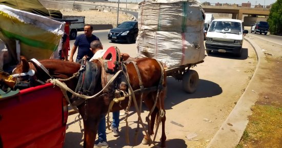 ضبط 28 عربة كارو وتروسيكل خلال حملة على الفريزة بشوارع حى الهرم.. صور