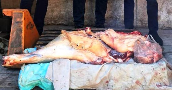 محافظ سوهاج: ضبط لحوم غير صالحة للاستهلاك الآدمي بقرية بندار الكرمانية