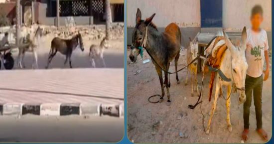 ضبط صاحب عربة كارو تجرها 3 دابات تسير عكس الاتجاه.. فيديو