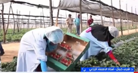 خبير: ثقافة الجودة كلمة السر وراء تفوق المنتجات المصرية في الأسواق الخارجية