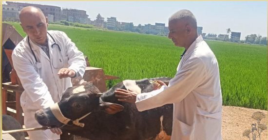 كلية الطب البيطرى بجامعة الزقازيق تطلق خطتها السنوية للقوافل البيطرية المجانية