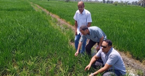 مديرية الزراعة بالشرقية تنظم يوما حقليا ضمن حملة للنهوض بمحصول الأرز