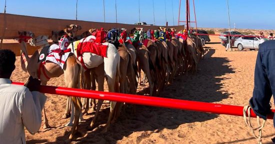 أبناء جنوب سيناء يحصدون المراكز الأولى فى سباق الهجن الدولى بمضمار خليج العقبة