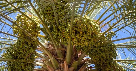 الأميرة سارة بنت بندر تبحث مع السفير الجزائري انضمام الجزائر إلى المجلس الدولي للتمور