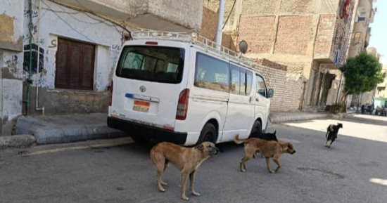 الزراعة: لا قتل جماعى للكلاب الضالة ونعتمد على التطعيم والتعقيم