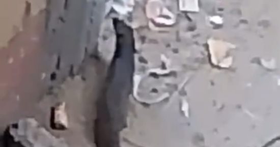 شئون البيئة بالفيوم لـ«اليوم السابع»: الحيوان المتداول هو النمس المصرى