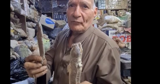 عم مصطفى العطار بيبيع سحالى مجففة.. فيديو