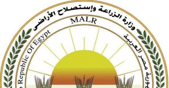 "الزراعة" ترد على فيديو زيادة وزن الموز: ادعاءات غير علمية تثير البلبلة