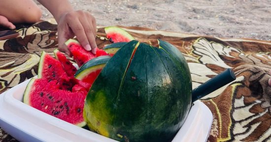 "الذهب الأحمر".. شاهد محصول البطيخ البلدي في شمال سيناء.. صور